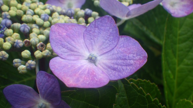 この植物は、花が、咲いている？咲いていない？ - 兵庫県立人と自然の